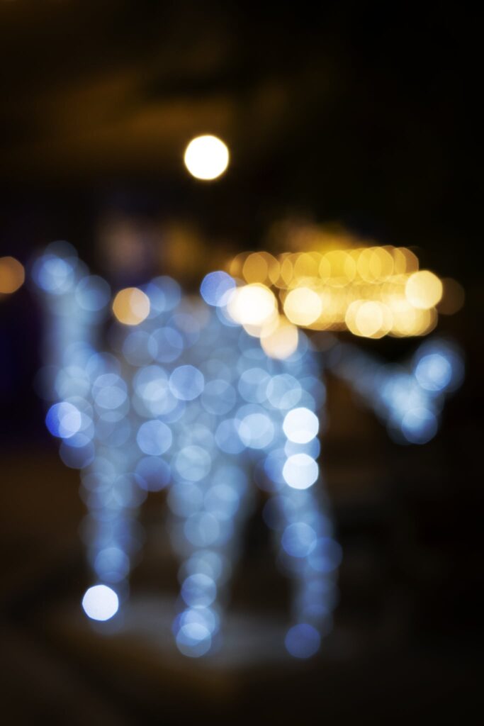 Camels and Fairy Lights!